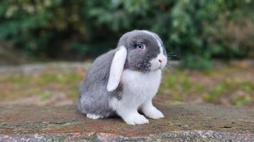 Nog enkele jonge NHD rammetjes beschikbaar voor biedingen