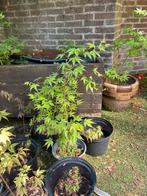 Stekjes van de Japanse esdoorn, Tuin en Terras, Planten | Struiken en Hagen, Ophalen, Esdoorn