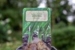 Oerprei (Allium ampeloprasum 'var. Holmense'), Ophalen of Verzenden, Zomer, Overige soorten, Volle zon