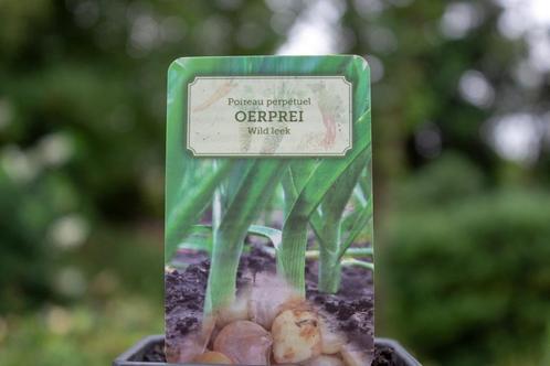 Oerprei (Allium ampeloprasum 'var. Holmense'), Tuin en Terras, Planten | Tuinplanten, Overige soorten, Volle zon, Zomer, Ophalen of Verzenden