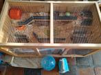 Syrische hamster inclusief hok te koop!, Minder dan 60 cm, Gebruikt, 75 tot 110 cm, Hok