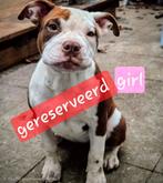 Pocket Bully, Dieren en Toebehoren, 15 weken tot 1 jaar, Rabiës (hondsdolheid), Meerdere, Meerdere dieren