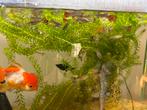 Guppies, Dieren en Toebehoren, Vissen | Aquariumvissen, Vis