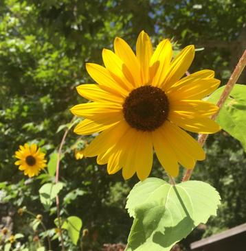 Tuinontwerp en aanleg - natuurlijke tuin beschikbaar voor biedingen