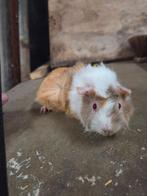 Te koop diverse soorten cavia's zeugjes beertjes, Dieren en Toebehoren, Knaagdieren, September, Meerdere dieren, Cavia