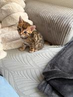3 kwart Bengaalse kittens te koop, Dieren en Toebehoren, Katten en Kittens | Overige Katten, Meerdere dieren