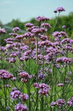 IJzerhard/verbena, Ophalen of Verzenden, Voorjaar, Zaad, Volle zon