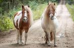 Verzorger gezocht!, Dieren en Toebehoren, Paarden en Pony's | Overige Paardenspullen, Ophalen of Verzenden