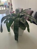 Plantenpot incl. Bromelia Aechmea Fasciata plant, Huis en Inrichting, Kamerplanten, Ophalen, Overige soorten, Halfschaduw, In pot
