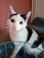 Poezen, Dieren en Toebehoren, Katten en Kittens | Overige Katten