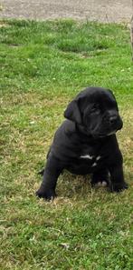 Zwart Boerboel teefje beschikbaar, Dieren en Toebehoren, Honden | Retrievers, Spaniëls en Waterhonden, België, Particulier, 8 tot 15 weken