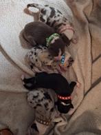 Border collie pups 1 reu en 1 teef, Dieren en Toebehoren, Rabiës (hondsdolheid), Overige rassen, 8 tot 15 weken, Meerdere