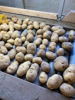 Aardappelen Borgers te koop, Zakelijke goederen, Agrarisch | Aardappelen, Groenten, Fruit en Vlees, Ophalen