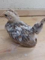 Serama kuikens hen 3x mini krielkip, Dieren en Toebehoren, Vrouwelijk, Kip