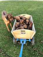 Rhodesian Ridgeback pups, Dieren en Toebehoren, Overige rassen, 8 tot 15 weken, Meerdere, Meerdere dieren