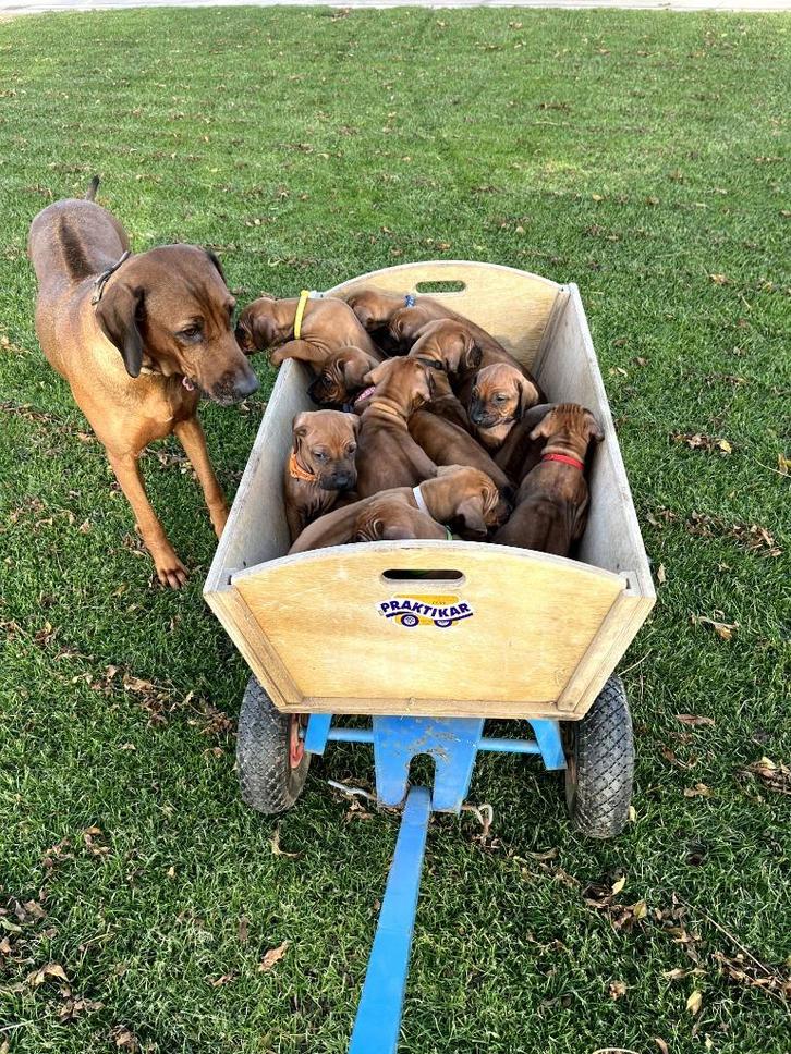 Rhodesian Ridgeback pups met Stamboom, Dieren en Toebehoren, Honden | Beagles, Bassets en Lopende honden, Meerdere dieren, Overige rassen