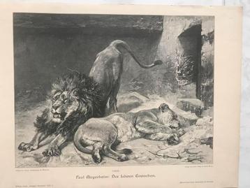 1894: Paul Meyerheim: Des Löwen Erwachen, gravure, 30x24cm. beschikbaar voor biedingen
