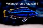 Melanochronis Kaskazini ( Malawi cichlide ), Vis