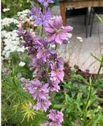 Delphinium Misty Lavender zaden, Ophalen of Verzenden, Volle zon