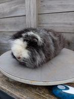 Ch Teddy - Beer (Magpie), Cavia, Mannelijk, Mei, Tam