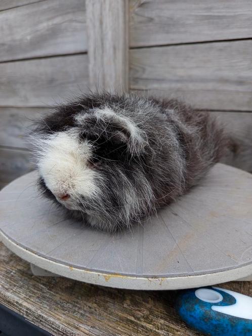 Ch Teddy - Beer (Magpie), Dieren en Toebehoren, Knaagdieren, Mannelijk, Cavia, Mei, Tam