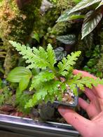 Selaginella arthritica, Ophalen of Verzenden, Halfschaduw, Minder dan 100 cm