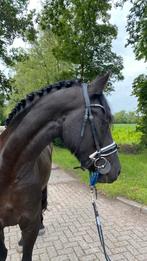 SPOED weide/stal gezocht voor na de zomer, Dieren en Toebehoren, Stalling en Weidegang, Weidegang, 1 paard of pony