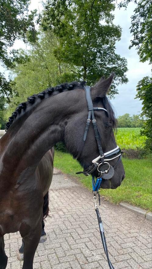 SPOED weide/stal gezocht voor na de zomer, Dieren en Toebehoren, Stalling en Weidegang, Stalling, Weidegang, 1 paard of pony