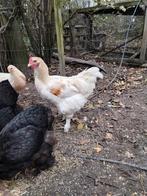 Witte haan, Dieren en Toebehoren, Pluimvee, Mannelijk, Kip