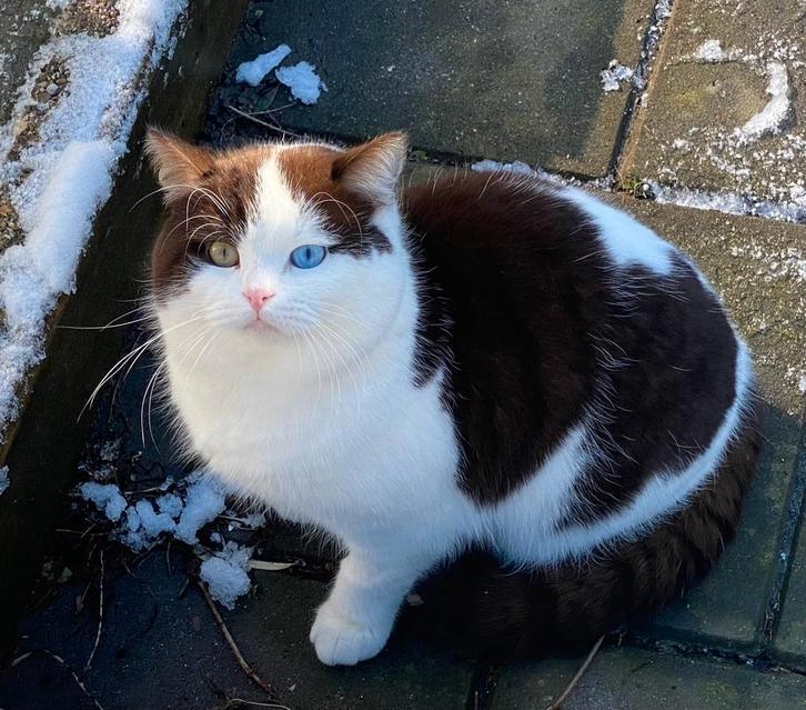 Prachtige odd eye chocolate & white dekkater met stamboom, Dieren en Toebehoren, Katten en Kittens | Dekkaters