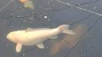Chagoi oranje  en witte ogon koi, Dieren en Toebehoren, Vissen | Vijvervissen, Karper of Koi