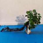 Anubias aquarium plant (20x25) op hout driftwood (44cm), Plant(en), Steen of Hout, Gebruikt, Ophalen of Verzenden