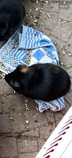 Beertje, Dieren en Toebehoren, Knaagdieren, Januari, Mannelijk, Cavia
