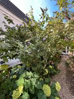 Blauwe hibiscus MET SPOED WEG, Ophalen, Zomer, Volle zon, Overige soorten