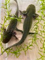 Axolotl,Ambystoma Mexicanum,salamander, Dieren en Toebehoren, Vissen | Aquariumvissen, Vis