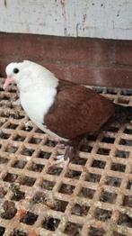 Shiraser tuimelaars, Dieren en Toebehoren, Vogels | Duiven, Mannelijk