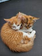 Kittens, Ophalen