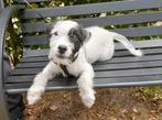 Jack Russel pup reutje van 4,5 maand jong, ter herplaatsing, Dieren en Toebehoren, Honden | Jack Russells en Terriërs, Reu, CDV (hondenziekte)
