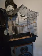 Jonge zwartkopsijsjes 2 mannetjes 1 popje, Dieren en Toebehoren, Vogels | Overige Vogels, Mannelijk, Geringd