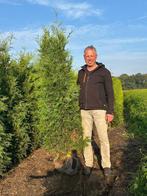 Coniferen Brabant, Ophalen, Conifeer, Haag, 100 tot 250 cm