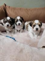 boomer puppie s, CDV (hondenziekte), Meerdere, 8 tot 15 weken, Meerdere dieren