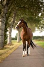 In prijs verlaagd! Knappe lieve ruin, bomproof, Dieren en Toebehoren, Paarden, Gechipt, Ruin, M, 11 jaar of ouder