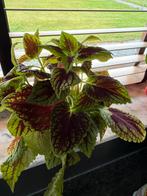 Coleus 2EUR each, Huis en Inrichting, Kamerplanten, Ophalen of Verzenden, Halfschaduw, Minder dan 100 cm