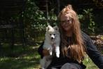 Prachtige POMCHI, 2 reutjes NU nog 1 witte beschikbaar., Dieren en Toebehoren, Honden | Chihuahua's en Gezelschapshonden, Nederland