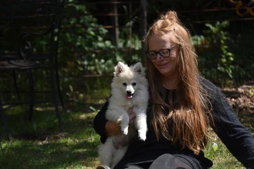 Prachtige POMCHI, 2 reutjes NU nog 1 witte beschikbaar., Dieren en Toebehoren, Honden | Chihuahua's en Gezelschapshonden, Meerdere dieren