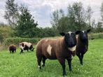 Baggerbonte ramlammeren te koop, Dieren en Toebehoren, Schapen, Geiten en Varkens, Mannelijk, Schaap