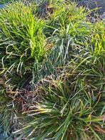 Gratis af te halen grote pollen wintergroen siergras Carex, Volle zon, Vaste plant, Zomer, Ophalen