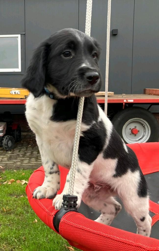 Friese stabij pup, Dieren en Toebehoren, Honden | Niet-rashonden, Middel, Reu, Particulier, Meerdere, Nederland, 8 tot 15 weken