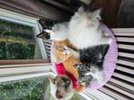 Lieve ragdoll mix kittens te koop!, Meerdere dieren