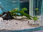 Polypterus Endlicheri Endlicheri, kwastvinsnoek, Vis, Zoetwatervis